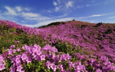 �¿쿩���, 5�� Ȳ�ݿ��� ���� ��õ ������ �Ұ�