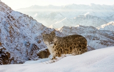 WWF, ������ ���� ����ǥ���� ������ 23% �ҽ� ����